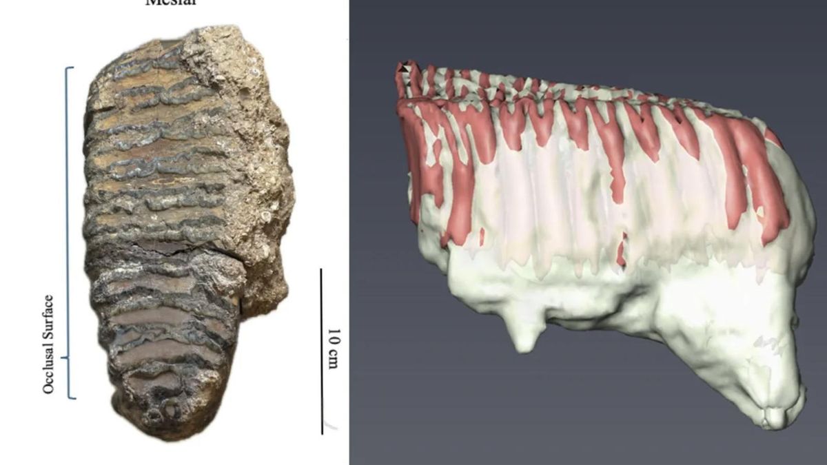 Una misma ruta para humanos y elefantes gigantes: hace 700.000 años ambos coincidían en el camino de salida de África
