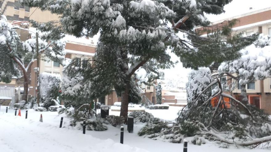 Árboles derrumbados en Guadalajara