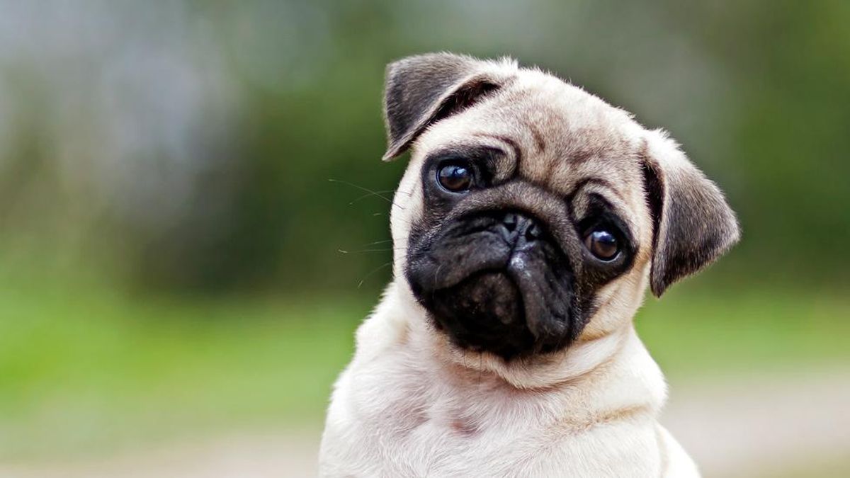 Día Nacional del Perro: ¿por qué se celebra el 2 de junio en Argentina?