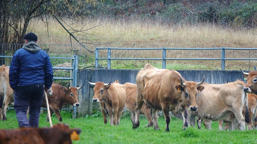 Casi noventa mujeres se inician en el sector primario en Asturias con el programa "Incorpórate al agro"