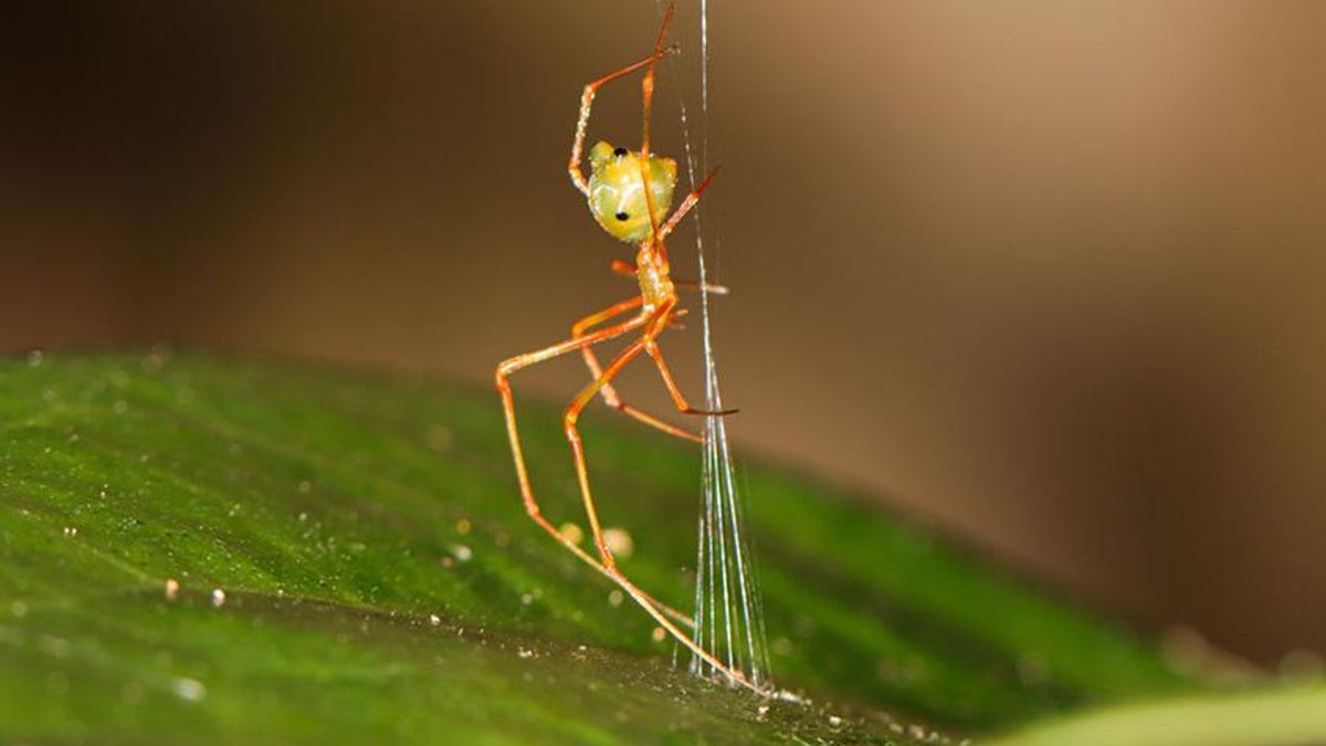Esta araña ha desarrollado un increíble sistema para capturar a sus presas: una trampa que funciona como una catapulta
