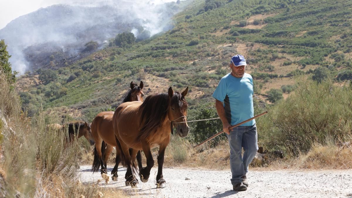 Un ganadero pone a salvo sus caballos del incendio de Porto de Sanabria.