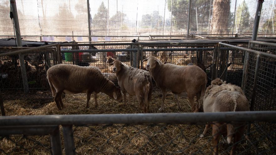 Cabras rescatadas de la zona afectada por la erupción de La Palma