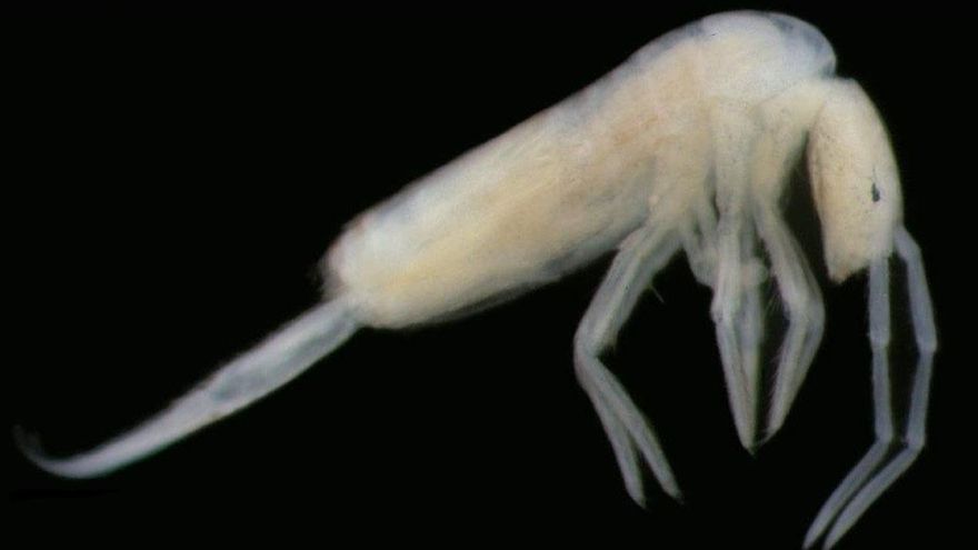 Descubierta En Las Cuevas De Altamira Una Nueva Especie De Colémbolo