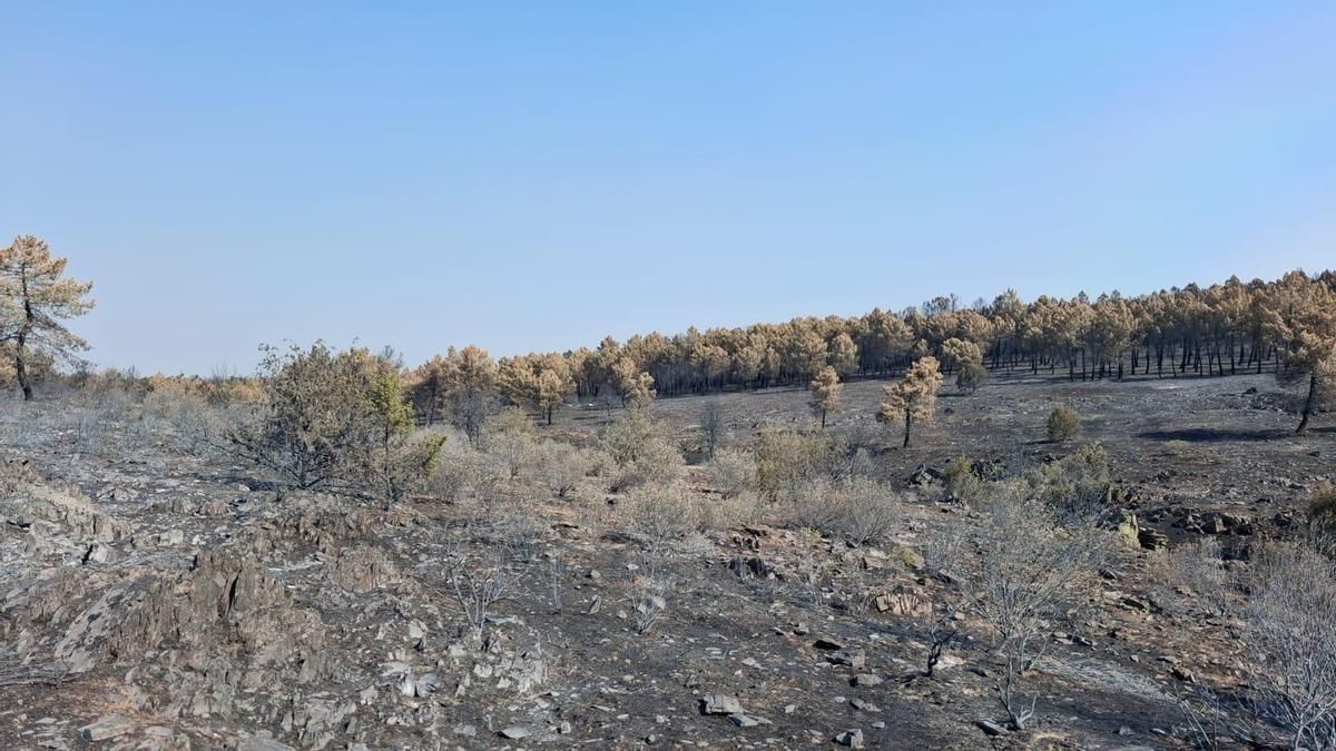 La falta de pastos dibuja el futuro de la ganadería extensiva en la Sierra de Guadalajara, tras el incendio de La Mierla