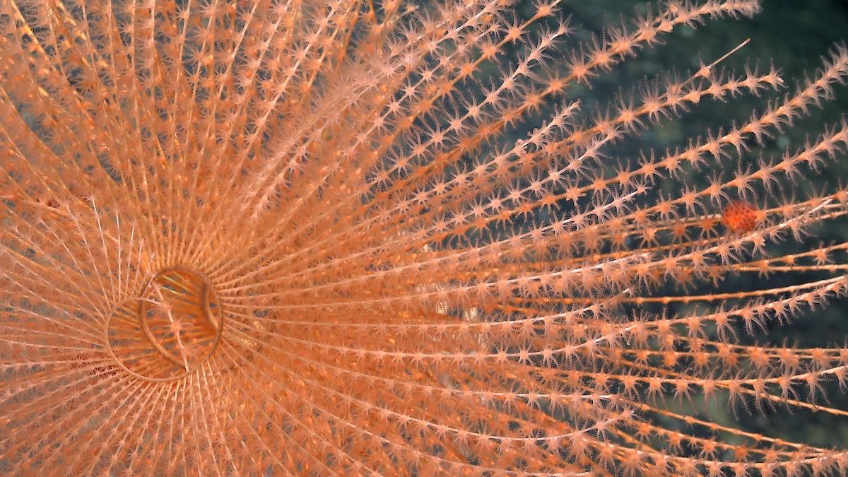 Un coral en espiral captado a 1419 metros de profundidad en el monte JF1, en Juan Fernández. Foto: cortesía ROV SuBastian/Schmidt Ocean Institute