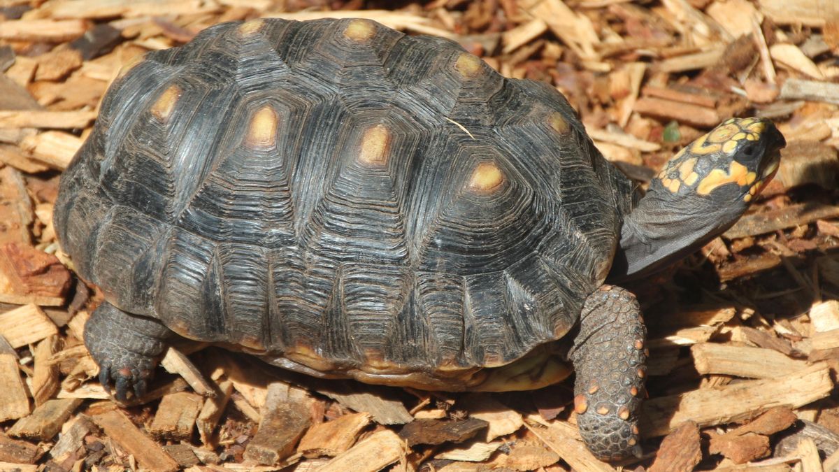 La ciencia muestra que las tortugas experimentan sentimientos similares a los nuestros