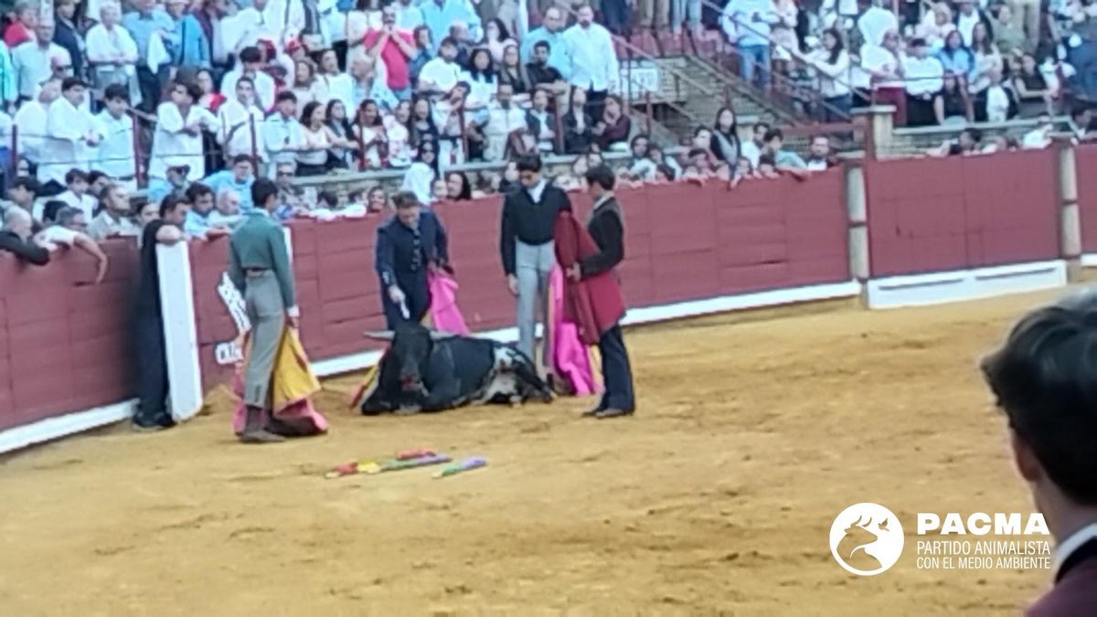 Pacma denuncia la agonía de un novillo durante más de tres minutos en la pasada becerrada de Córdoba.