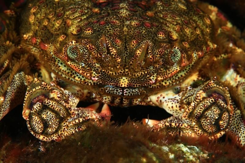 Mejor Foto Fauna: Arthur Telle
