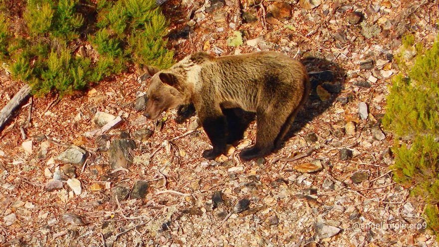 El Gobierno veta el parque eólico 'Alto Bierzo-Sil' por su impacto "severo" sobre el hábitat del urogallo y el oso pardo