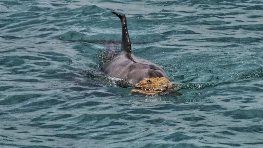 Delfines que usan esponjas como sombrero para conquistar o de escudo para cazar: los curiosos comportamientos que intrigan a los científicos