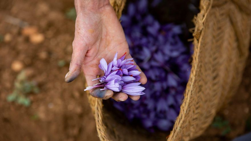 Buenas perspectivas para la campaña de Azafrán de La Mancha que arrancará con un 18% más de superficie