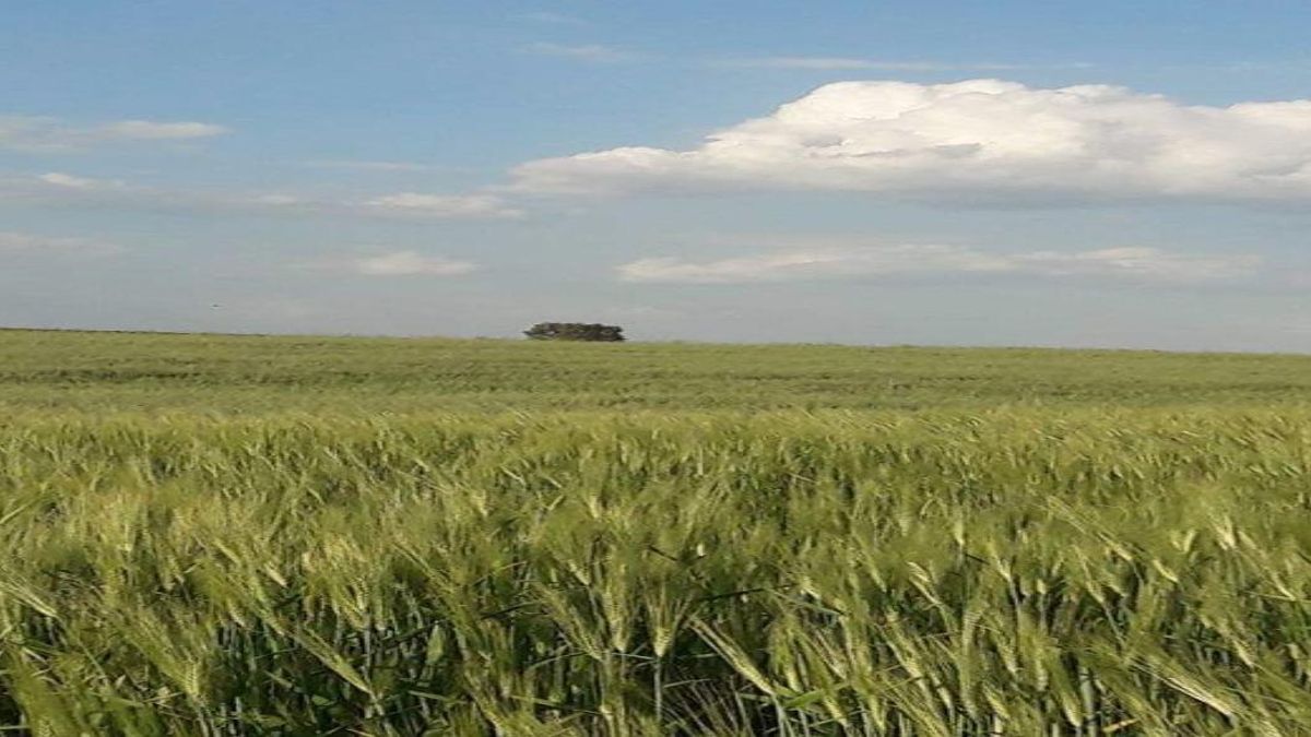 La renta agraria en 2025