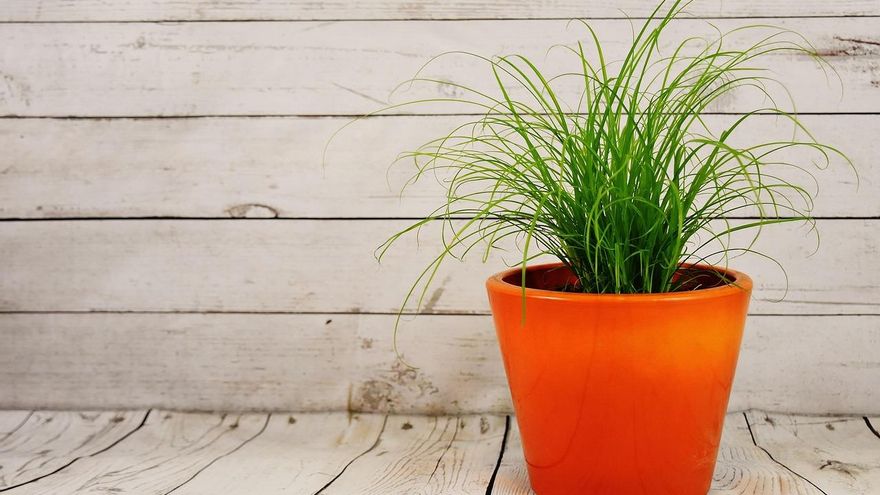 La planta que perfuma la casa, ahuyenta los mosquitos y puedes cultivar en maceta