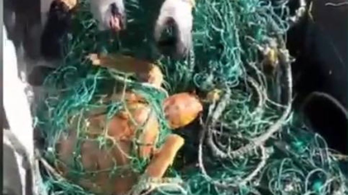 La Guardia Civil rescata dos ejemplares de tortuga boba atrapadas en unas redes en las costas de Tenerife.