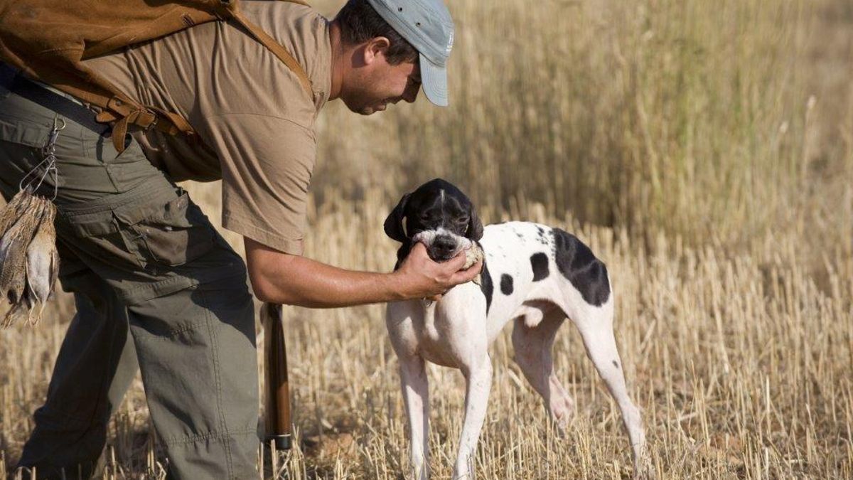 El Gobierno de La Rioja asumirá el coste total de los precintos de jabalí y potenciará la figura del 'cazador formado'