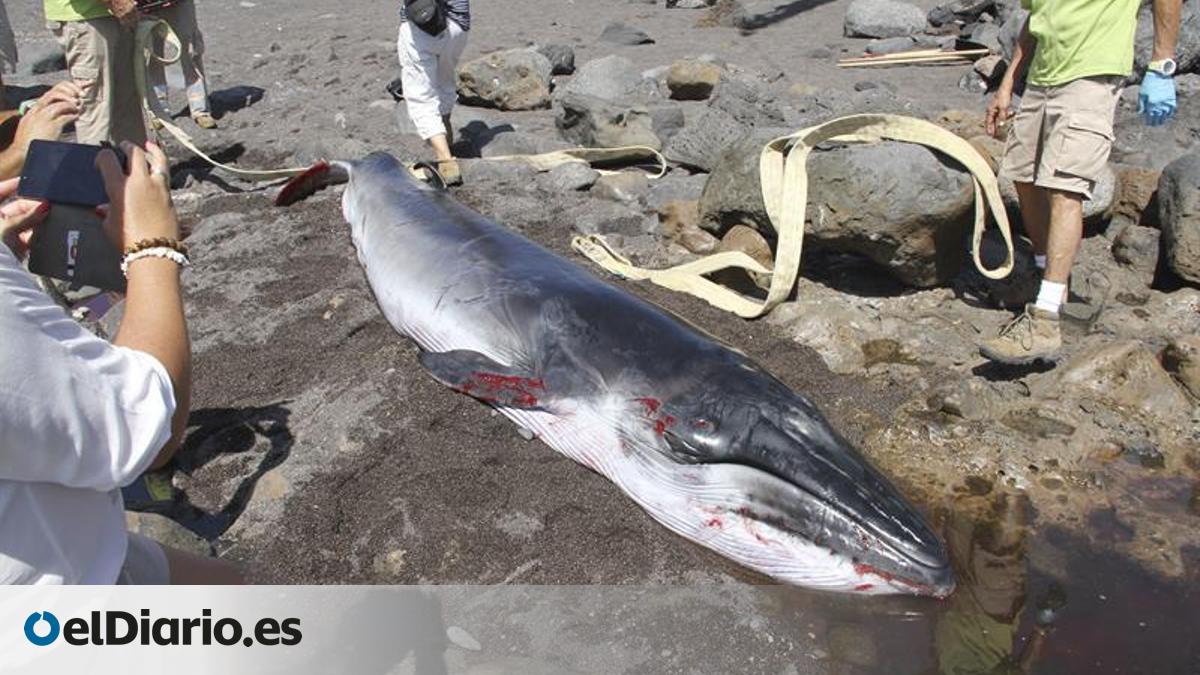 Juvenile Tropical Rorqual Found Dead on the Coast of Antigua Juvenile Tropical Rorqual Found Dead on the Coast of Antigua
