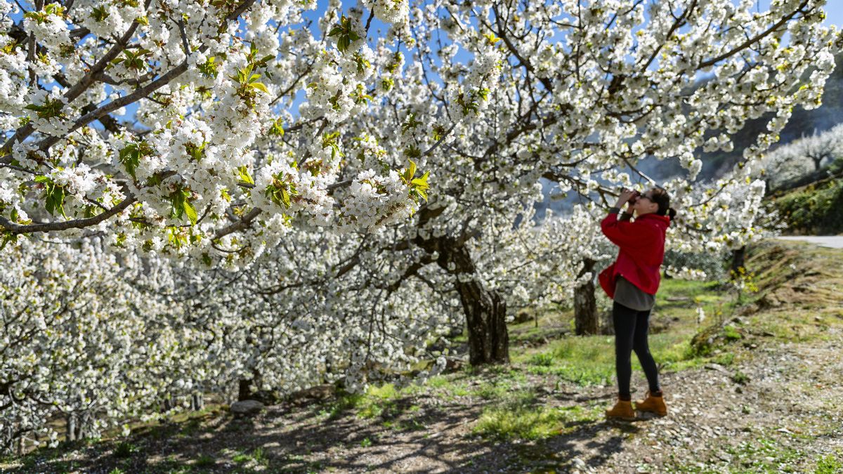 Una mujer fotografía los cerezos en flor en el Valle del Jerte