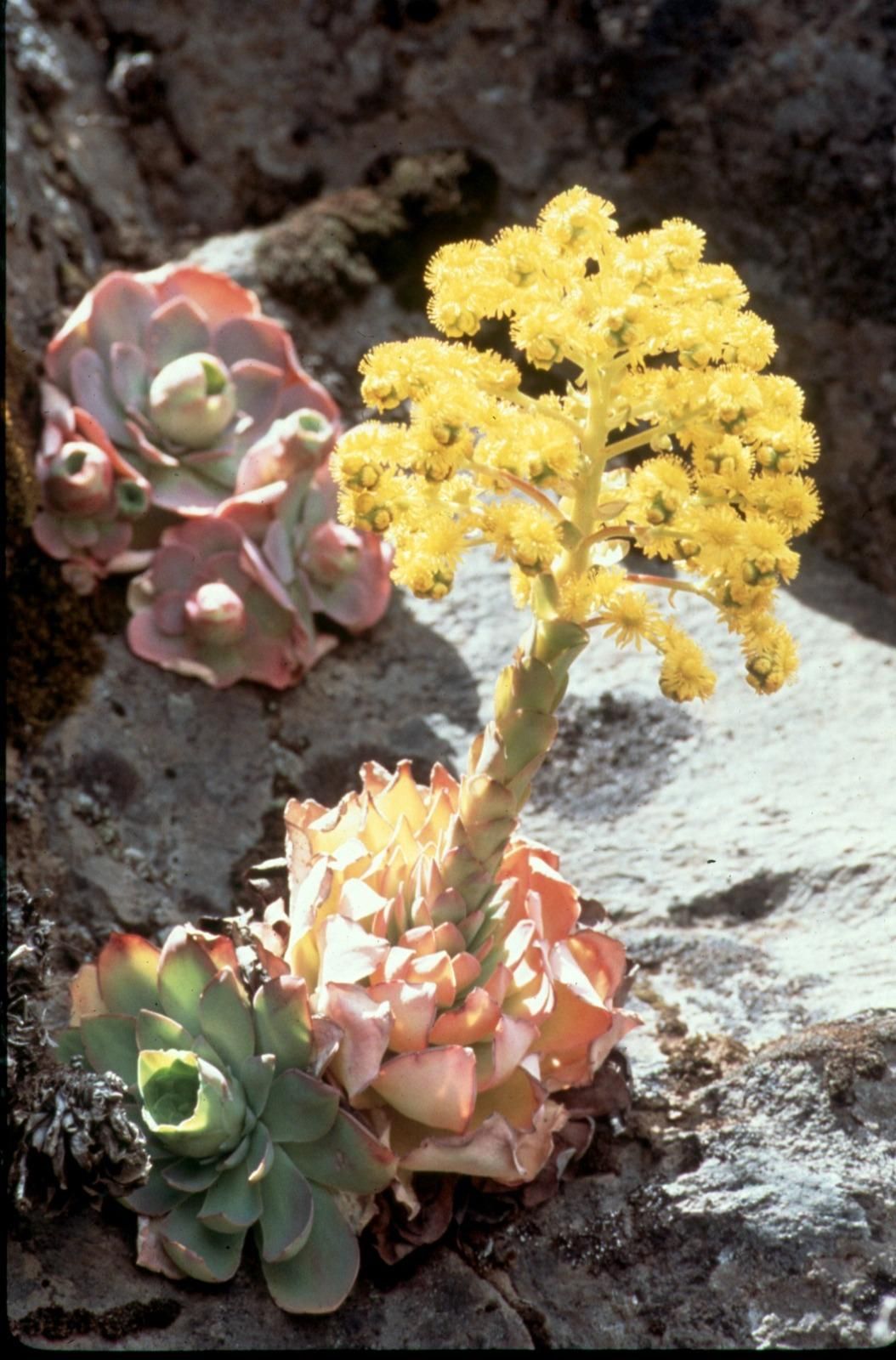 Aeonium diplocucla (bejeque).