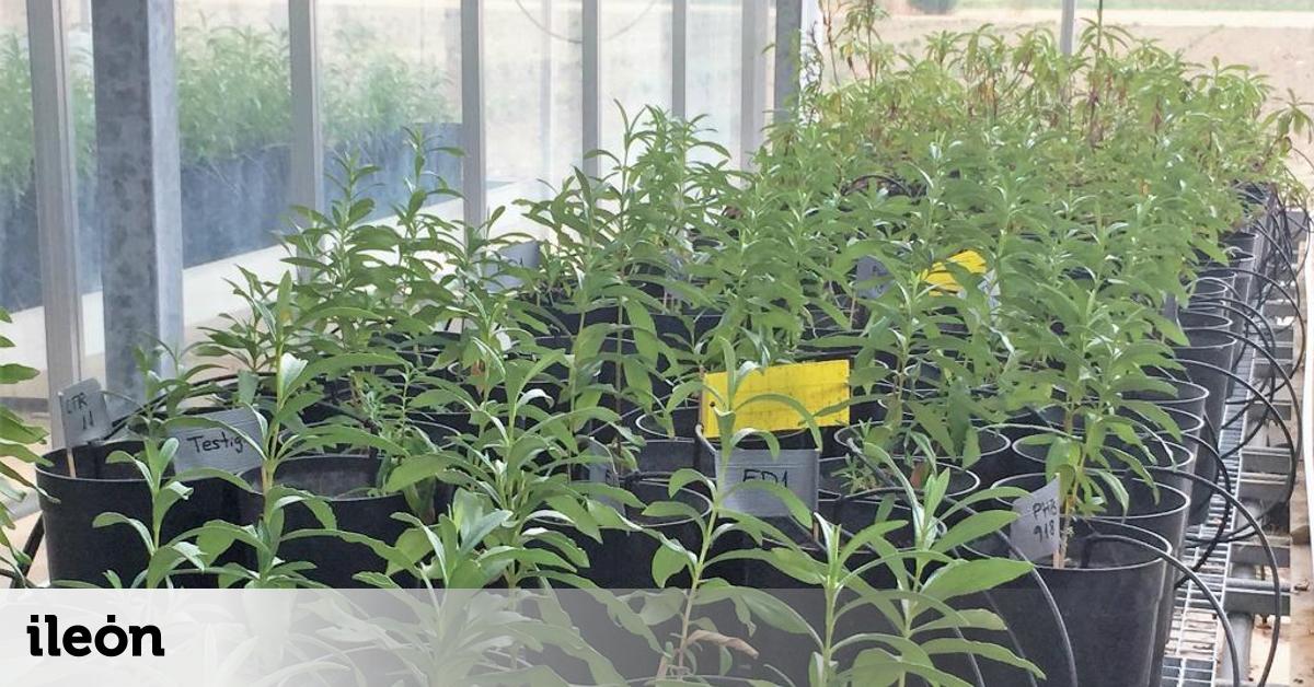 La Universidad de León participa en un proyecto para producir en