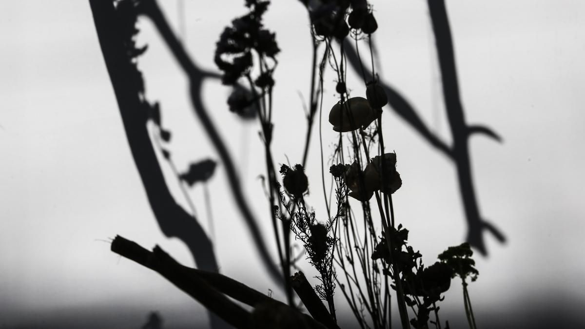 Flora 2025 - 'Arbor' (Museo Arqueológico)