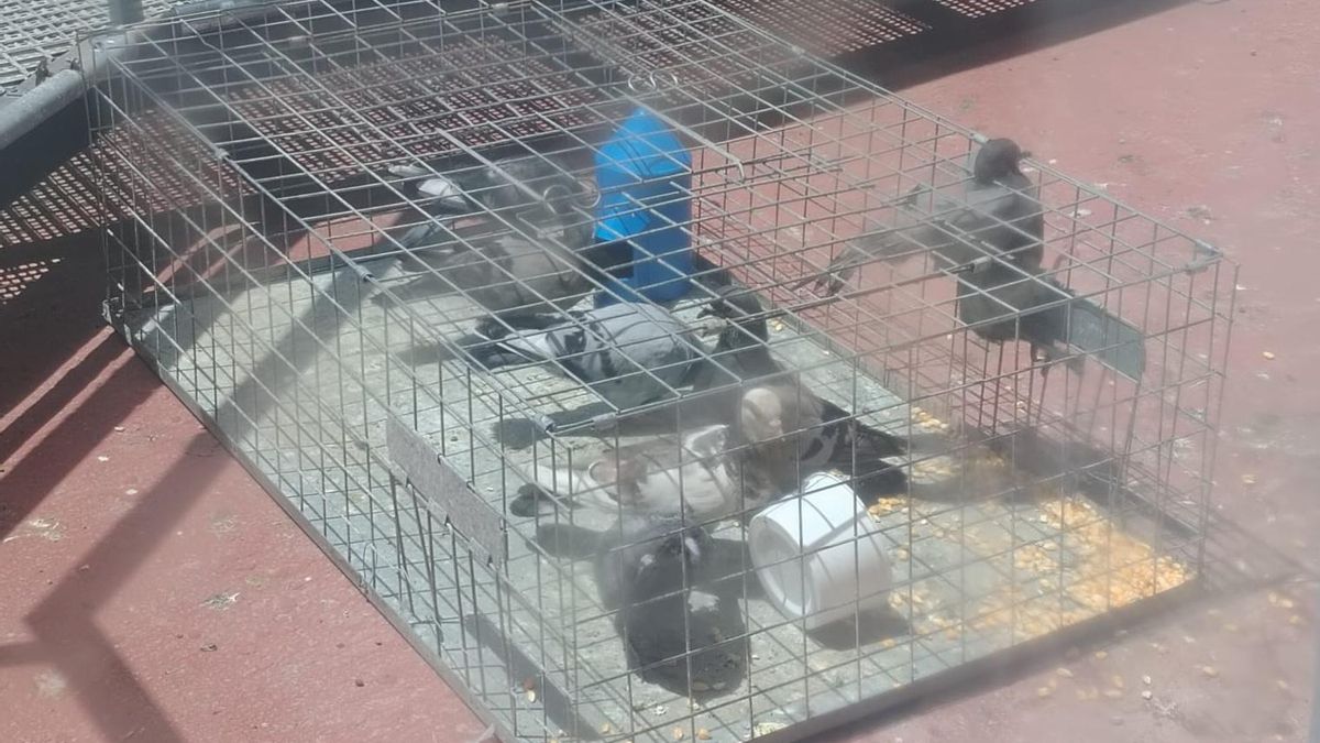 Palomas enjauladas en los tejados de los hospitales de Sevilla a 40º: animalistas denuncian un "cruel" control de plagas