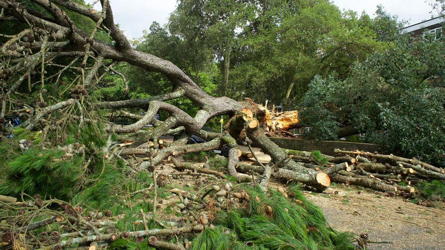¿Qué está pasando en los bosques del Ripollès? La madera sin retirar se dispara año tras año
