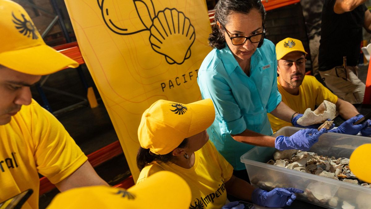 Yolanda Camacho es taxónoma y asesora científica del proyecto. Ella valida constantemente los resultados de la clasificación para asegurar que la reubicación de las conchas respete las dinámicas naturales de los ecosistemas. Foto: cortesía FIFCO / Heineken.