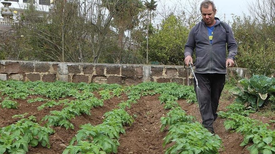 Canarias tiene papa ‘del país’ suficiente para  atender todo el mercado local hasta octubre