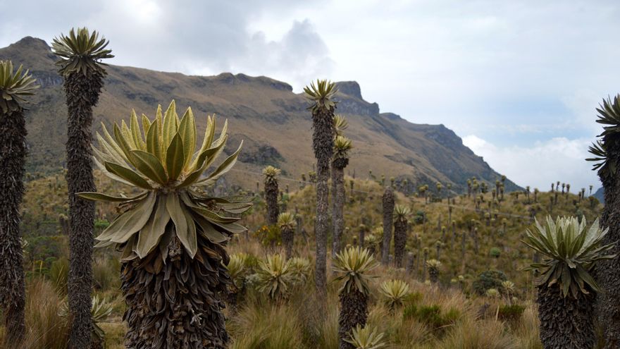 Dan un año de plazo al Gobierno colombiano para recuperar el Parque Los Nevados