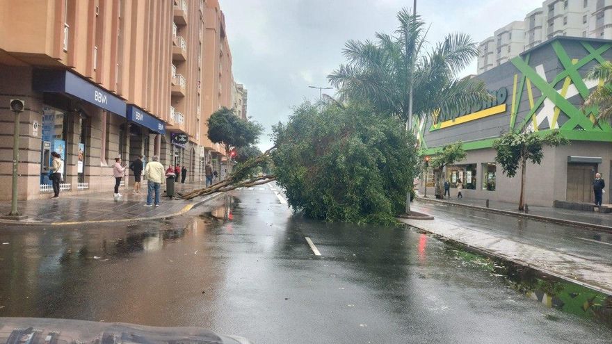 Caen veinte árboles en Las Palmas de Gran Canaria, cuatro de gran porte, por el paso de la borrasca Emilia