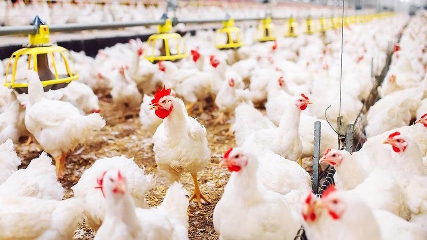 El GOB presenta alegaciones al proyecto de la macrogranja de gallinas en Sineu