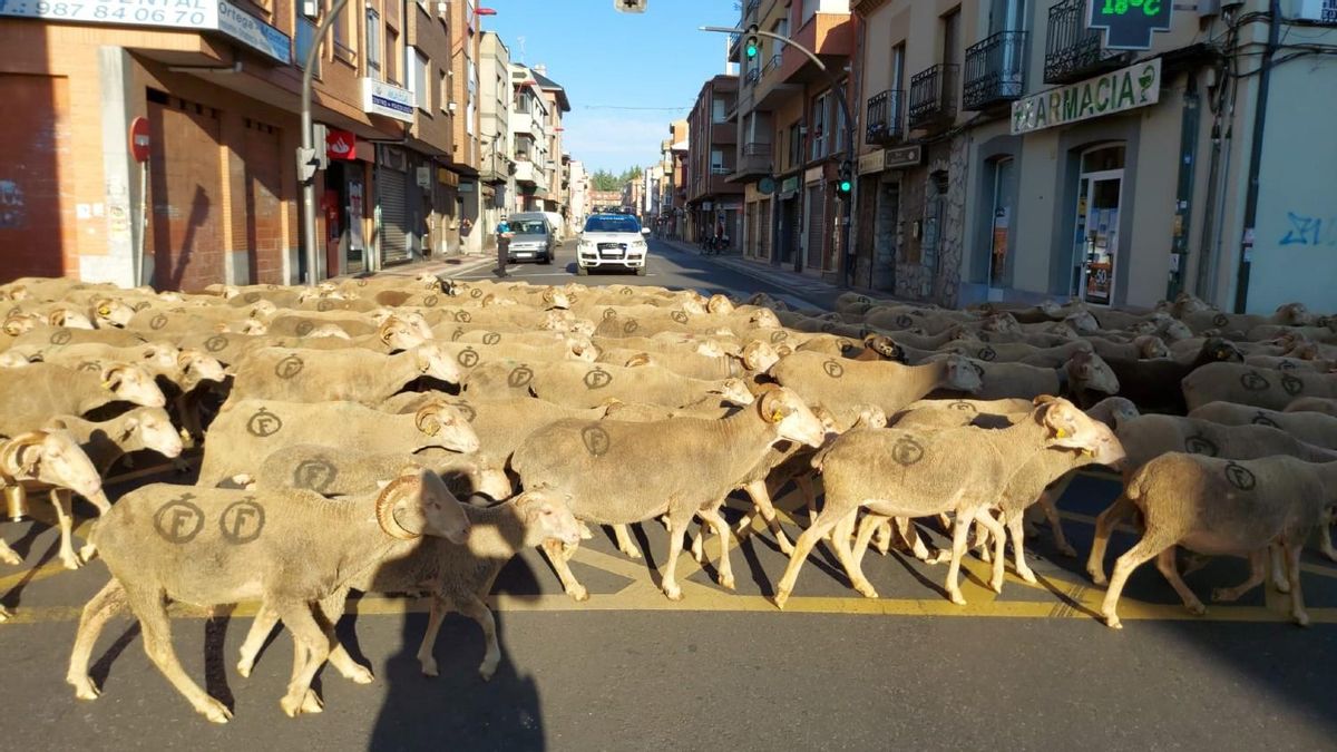 Un gran rebaño de ovejas en su tradicional tránsito hacia la montaña leonesa, archivo.