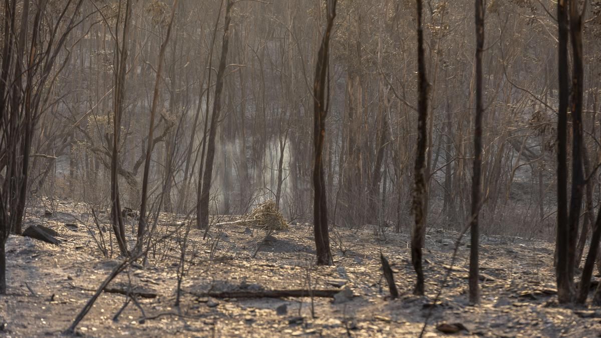Área calcinada por el incendio.