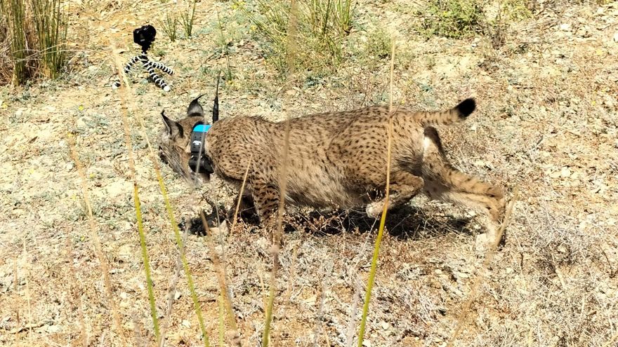 Una nueva vida en Monfragüe para cuatro cachorros de lince huérfanos y su madre adoptiva