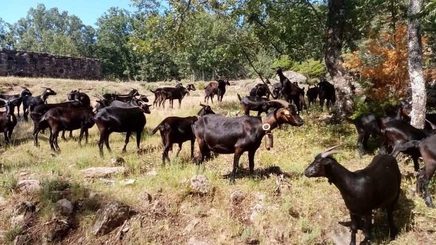 Bosques Sinérgicos, un proyecto que une biodiversidad, economía local y el bienestar de la población
