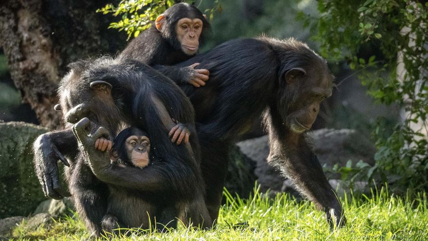 ¿Hay que esterilizar a los grandes simios en los zoos? La futura ‘Ley Jane Goodall’ arranca con un debate encendido