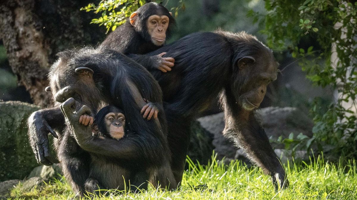 ¿Hay que esterilizar a los grandes simios en los zoos? La futura ‘Ley Jane Goodall’ arranca con un debate encendido