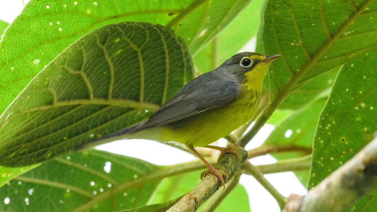 Hembra de reinita de Canadá (Cardellina canadensis). Foto: cortesía Santiago Rosado