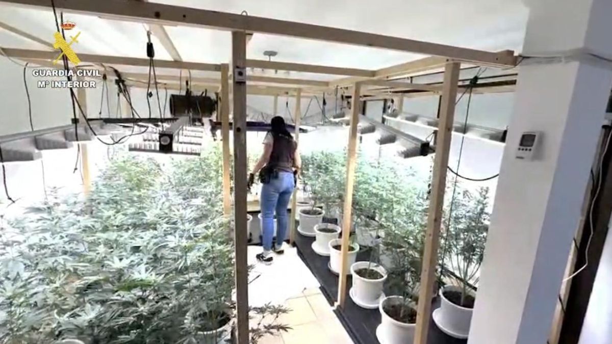 La Guardia Civil desmantela una plantación de marihuana escondida en el sótano de una casa en Tenerife