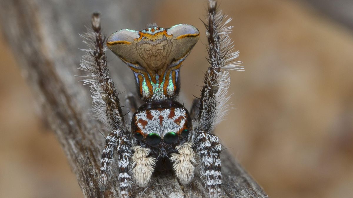 ¿Araña o avispa? La apariencia de una especie que puede llegar a engañar a la Inteligencia Artificial