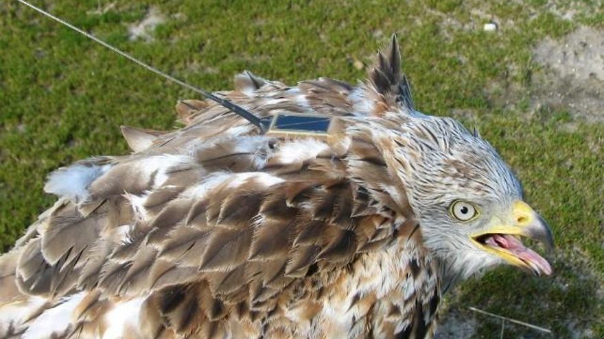 ICAL Ejemplar de milano real marcado en Pinarejos, zona de Araujo de Miel (Burgos). Fotografía cedida por Javier de la Puente-SEOBirdLife.