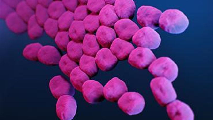 Imagen de la bacteria Acinetobacter baumannii, que la OMS considera "crítica"