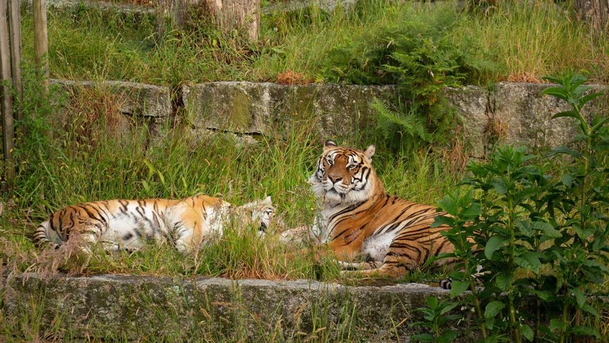 Grupos animalistas llevarán ante la Fiscalía la muerte de 12 animales "en extrañas condiciones" en el zoo de Vigo