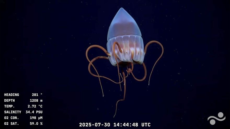 Una expedición argentina del CONICET en el fondo del mar alcanza picos de hasta 52.000 espectadores en vivo