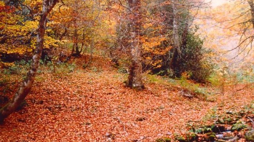 El otoño, espectacular en el bosque de Pardomino (municipio de Boñar).