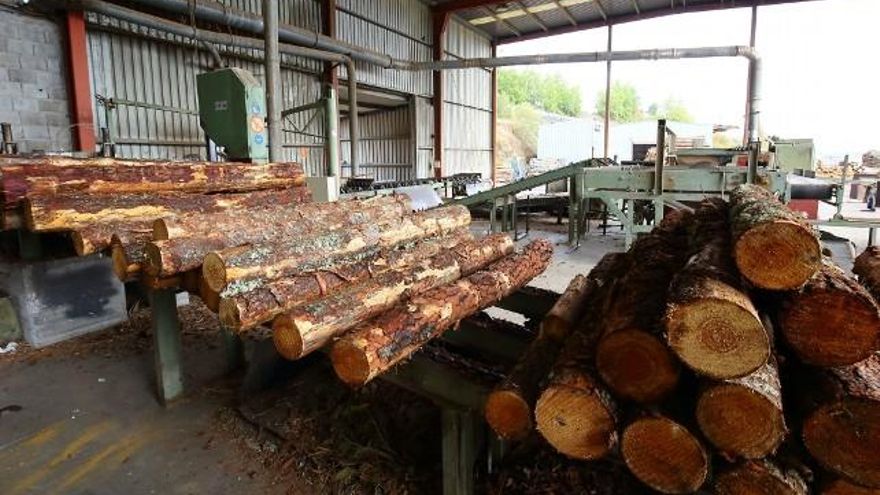 César Sánchez / ICAL Troncos de árboles en un aserradero del Bierzo.