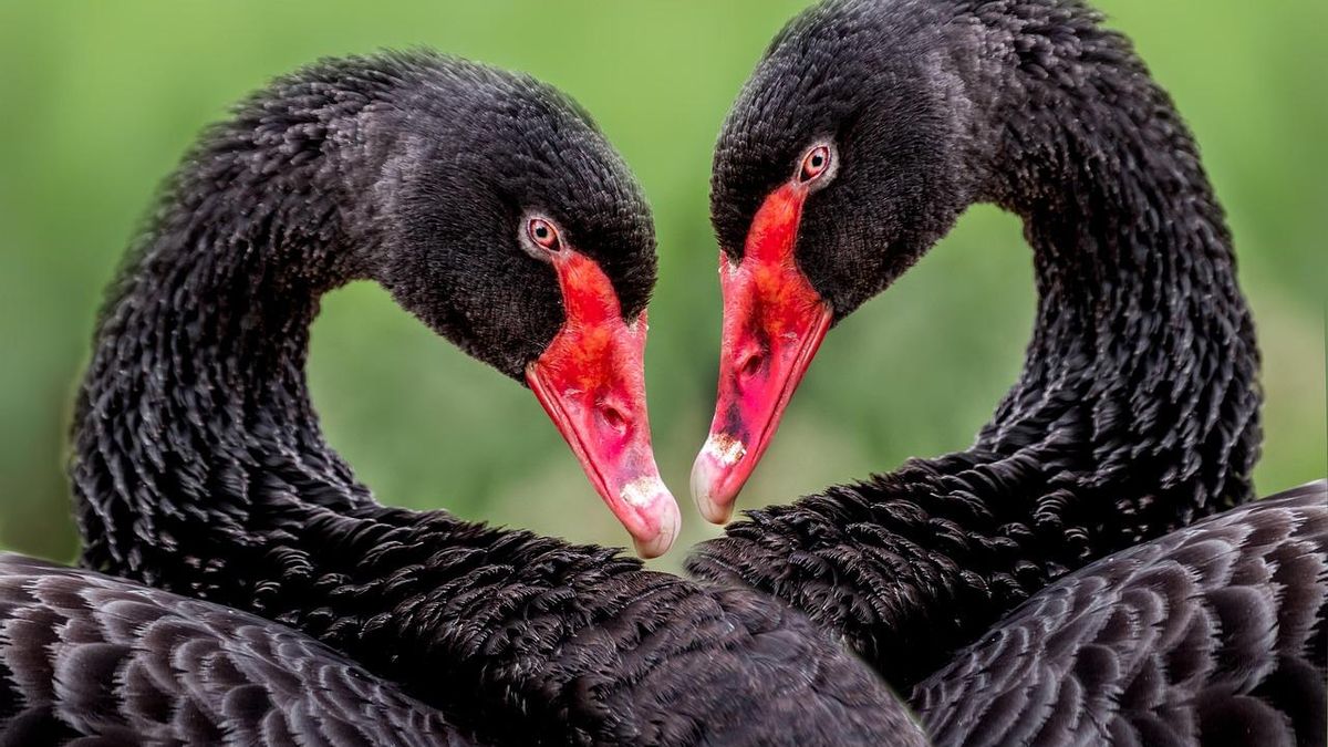 El 'embarazo fantasma' de un cisne negro en el Retiro que reveló la historia de amor de dos hembras