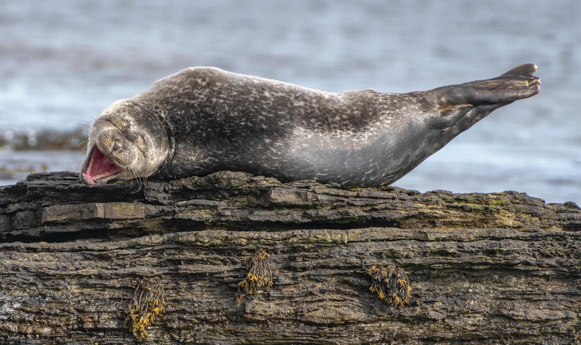 "Echándose unas risas" © Ken Crossan / Comedy Wildlife Photo Awards 2020