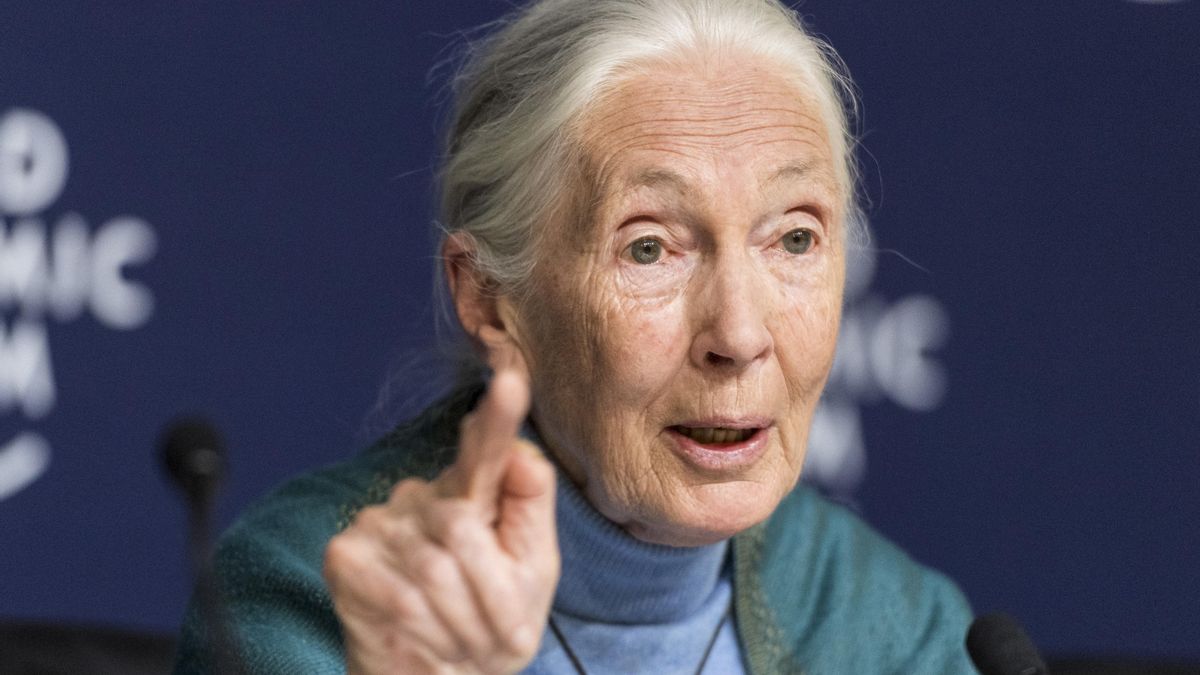 Fotografía de archivo de la primatóloga británica Jane Goodall. EFE/EPA/ALESSANDRO DELLA VALLE